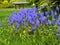 Muscari - grape hyacinth, spring