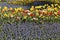 Muscari, grape hyacinths with tulips and daffodils