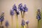 Muscari. Group of grape hyacinths. Close up of bluebells