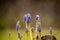 Muscari. Group of grape hyacinths. Close up of bluebells