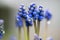 Muscari. Group of grape hyacinths. Close up of bluebells