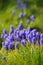 Muscari hyacinth