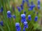 muscari hyacinth blue flower green leaf textured macro close-up outdoors nature garden day