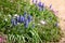 Muscari hyacinth flowers growing in the garden.