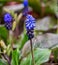 Muscari Latifolium purple hyacinth