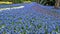 Muscari Lindsay flower in blue color. Garden