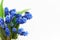 Muscari or mouse hyacinth with white, blue or lilac flowers blooming in spring.