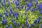 Muscari or murine hyacinth