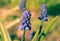 Muscari or murine hyacinth, or Viper onion family Liliaceae Be