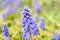 A muscari neglectum flower known as common grape hyacinth