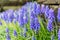 A muscari neglectum flower known as common grape hyacinth