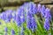 A muscari neglectum flower known as common grape hyacinth