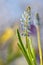 Muscari neglectum flowers