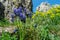 Muscari neglectum in front of some limestone rocks