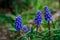 Muscari neglectum, Grape hyacinth blue flower