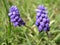 Muscari neglectum, grape hyacinth, bluebells spring blue flowers, shallow depth of field