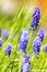 Muscari neglectum - Grape Hyacinth - Common Grape Hyacinth