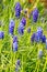 Muscari neglectum - Grape Hyacinth - Common Grape Hyacinth