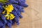 Muscari and primula spring flowers on a wooden background, with copy space