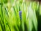 Muscari in the rays of the bright sun, close-up. Bright blue flowers of Mouse hyacinth. Perennial flowers sprout in spring,