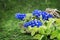 Muscari`s first spring flowers on green grass, moss. Blue flowers on the green grass. Primroses.Spring concept, postcard. Copy