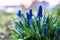 Muscari spring blooming in the garden
