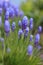 Muscari or viper onion, or mouse hyacinth