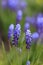 Muscari or viper onion, or mouse hyacinth