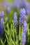 Muscari or viper onion, or mouse hyacinth