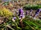 Muscari vuralii. The flowers are narrow, bell-shaped and two-tone. The flower tube is sky blue, the lobes are