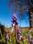 Muscari vuralii. The flowers are narrow, bell-shaped and two-tone. The flower tube is sky blue, the lobes are