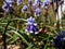 Muscari vuralii. The flowers are narrow, bell-shaped and two-tone. The flower tube is sky blue, the lobes are pure white, bent