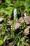 Muscari white grape hyacinth flower in garden