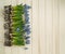 Muscari on a wooden background. Spring. Blue flowers. Wooden background.