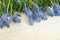 Muscari on a wooden background. Spring. Blue flowers. Wooden background.