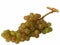 Muscat grapes