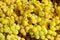 Muscat moscatel grape yellow green fruit