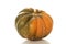 Muscat pumpkin