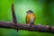 Muscicapa ferruginea (Ferruginous Flycatcher)