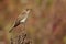 Muscicapa striata - Spotted Flycatcher