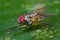 a Muscidae cf myospila fly on a green leaf