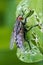 Muscidae musca domestica in a leaf