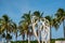 Muscle Beach Miami photo with palm trees in background