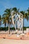 Muscle Beach Miami photo with palm trees in background