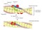 Muscle contraction and relaxation