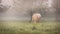 A muscled bull in a pasture on a foggy autumn morning