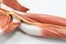 Muscles of the arm for anatomy education