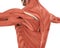 Muscles of the Back Anatomy