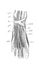 The muscles on the back of the foot in the old book the Human Anatomy Basics, by A. Pansha, 1887, St. Petersburg