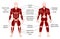 Muscles Chart Description Muscular Body Man